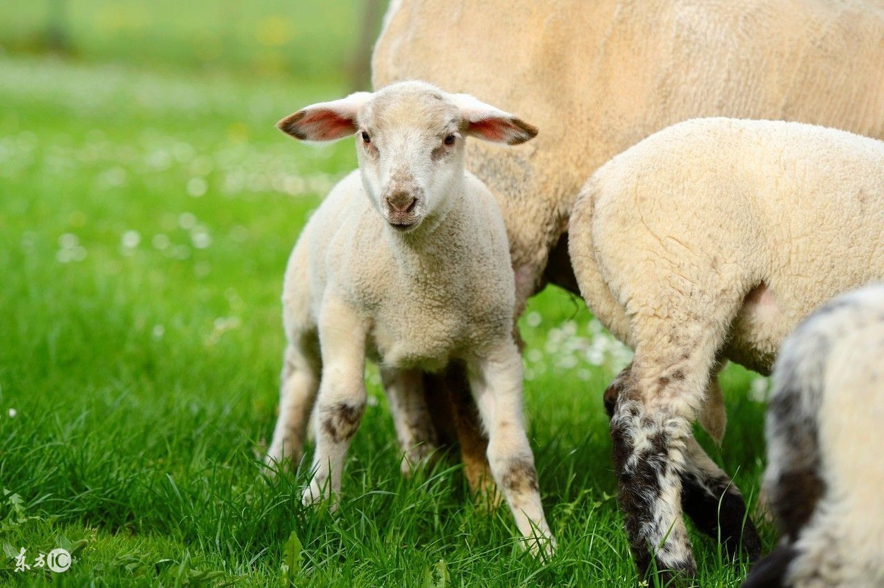 羊产后胎衣不下，病因，及治疗措施！关键时刻能救下两只羊的命！