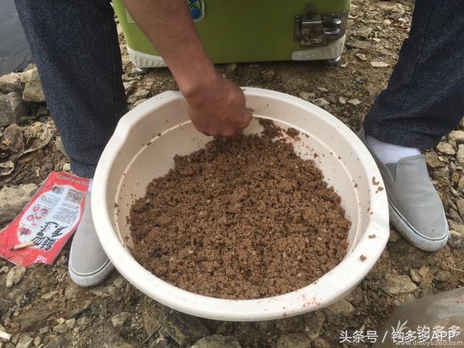 奔横县只为巴西雕，遇降温无奈成掐鲤