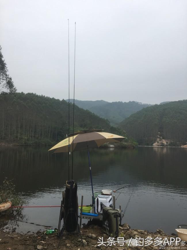 奔横县只为巴西雕，遇降温无奈成掐鲤