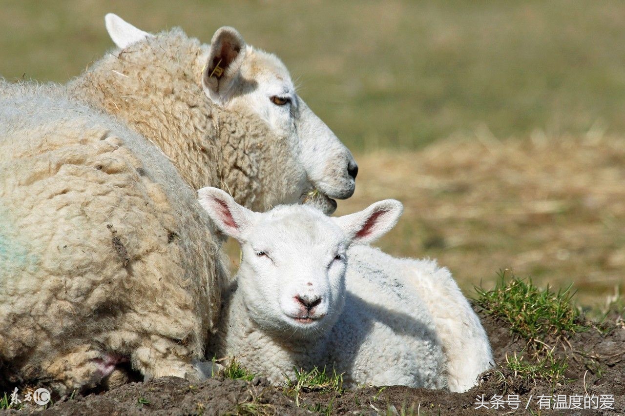 羊感冒咳嗽能吃板蓝根吗,羊咳嗽特效药