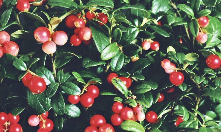 豆瓣日记:养皮不怕干燥┃冬日维稳、保湿和持妆的安心好物