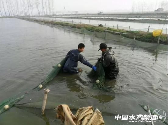 泥鳅养殖前景和现状怎么样啊知乎,泥鳅养殖可行性分析