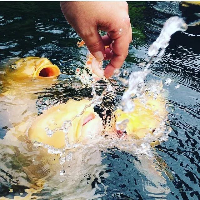 濂介奔椋熸按涓嶆祽,姘村お娓呮緢浜嗗楸煎ソ涓嶅ソ