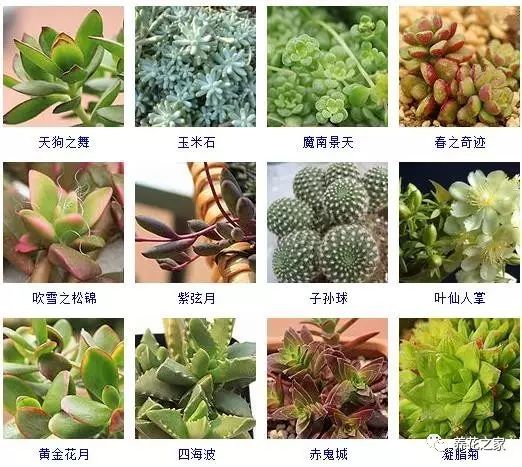 八种常见的多肉植物,215个多肉植物样子