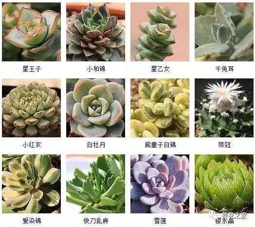 八种常见的多肉植物,215个多肉植物样子