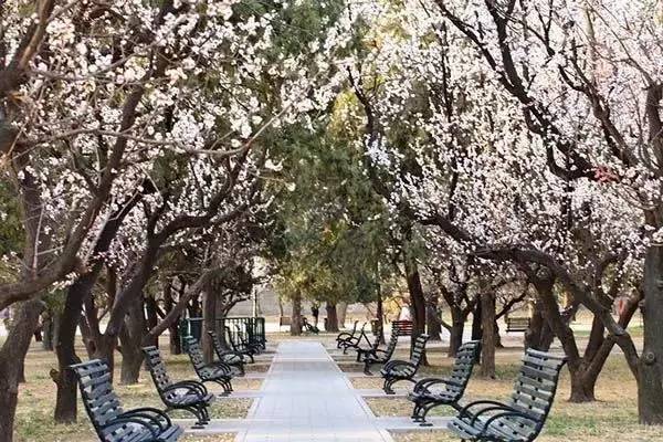 逛切北京最全花节汇总整理！收藏起来慢慢看！