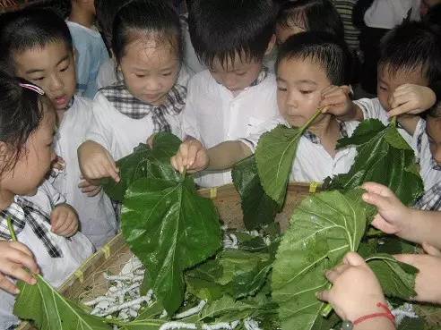 厦门桑叶分布,厦门桑叶位置图