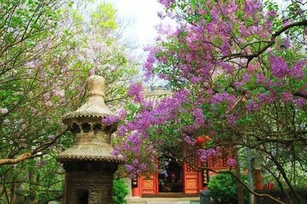 逛切北京最全花节汇总整理！收藏起来慢慢看！