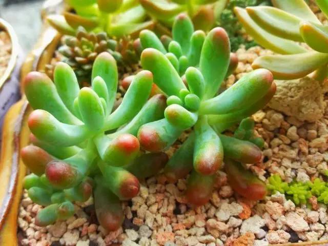 无“肉”不欢！10种好看又便宜的多肉！