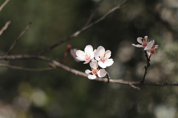 佳能eos80d拍照怎么样,七年前的佳能eos80d相机值得入手