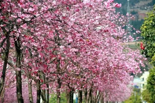 人间四月天，醉美是寻甸！