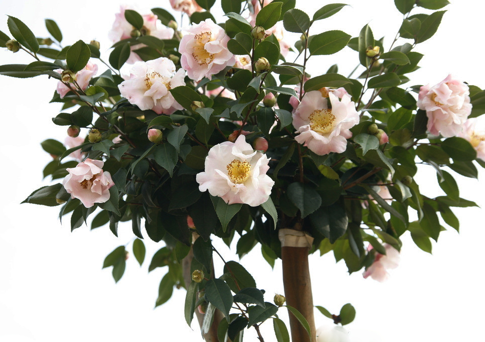 香奈儿山茶花有几种版本,香奈儿喜欢的茶花是什么品种