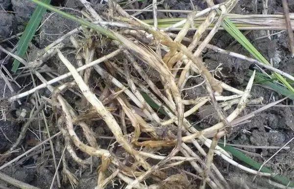 这些野果你都吃过吗,这些童年的美味野果