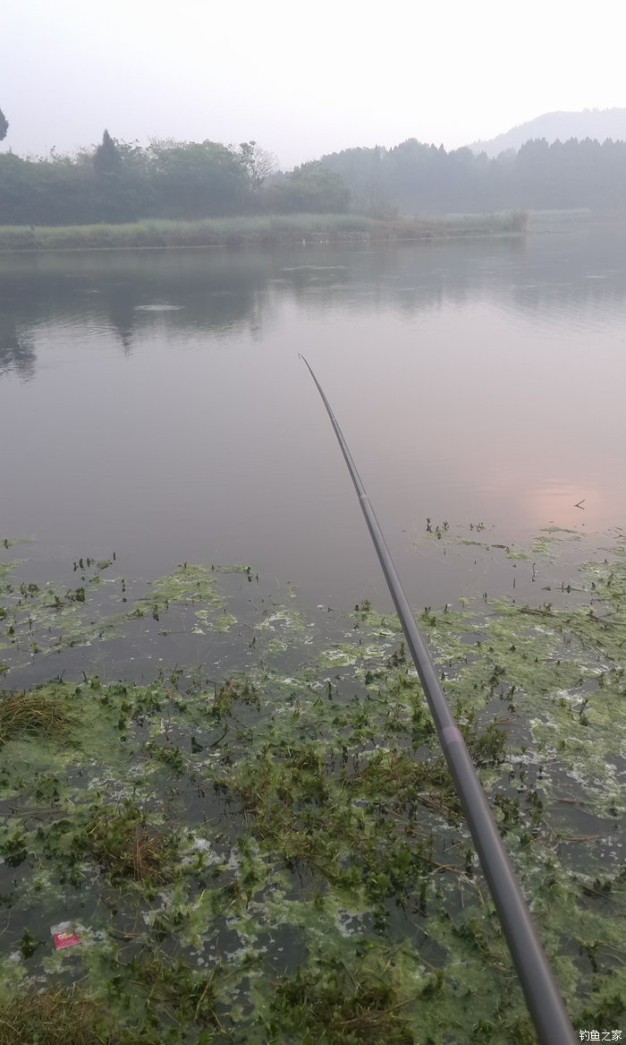 八一水库钓草鱼,八一水库钓青稍