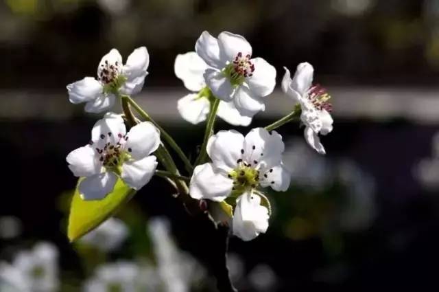 石家庄还藏着这样的宝藏露营地,石家庄最佳露营赏花地点