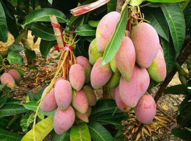 水果微商可以做什么生意,微商水果的利润有多少