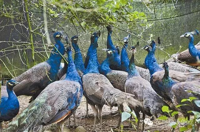 农村新商机小本创业,适合农村创业的小本点子