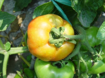 种植的番茄畸形果多缺什么元素,番茄果长畸形什么原因