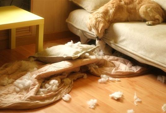 主人不在家狗狗怎么大小便,主人不在家狗狗怎么喂食