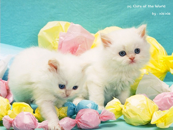 刚买的幼猫拉稀怎么治疗,刚买的幼猫吃新粮拉肚子怎么办