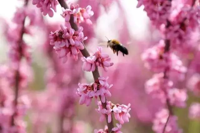 临淄:特色小镇的春天——金岭敬仲朱台齐陵