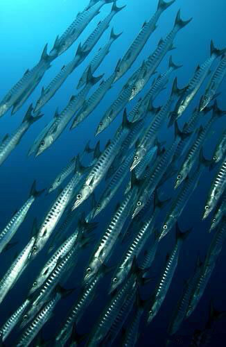 那些不认识的海鲜小干货,超级干货2022