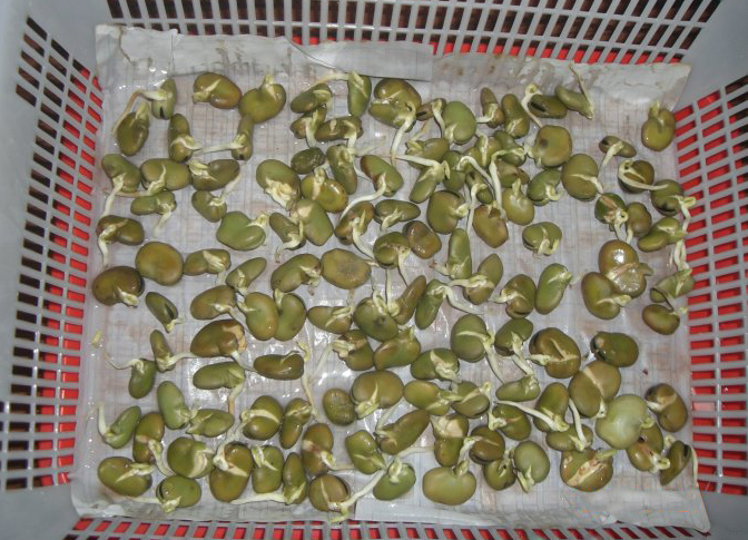 最全的芽苗菜种植技术省钱又生态,芽苗菜在家大量种植