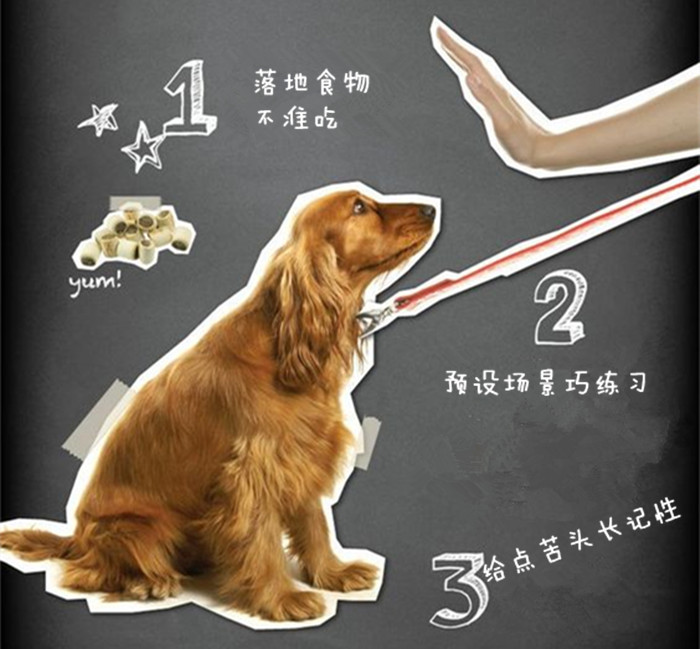 金毛贪吃的毛病都是惯出来的,金毛跟着主人爱贪吃怎么教