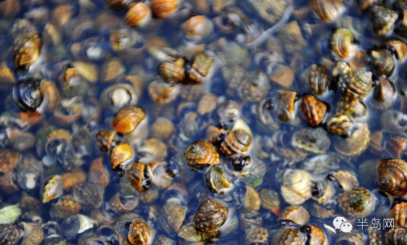 那些不认识的海鲜小干货,超级干货2022