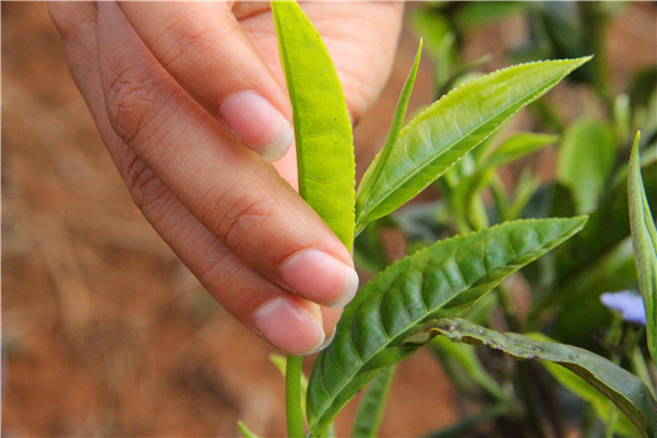 冰岛茶种的引进历史是什么,冰岛茶属于什么茶种
