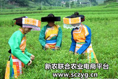 赶黄草全株茶,正品赶黄草泡水喝的正确方法