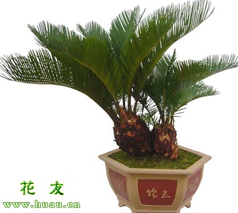 苏铁树盆景冬天养护,高杆盆景制作全过程