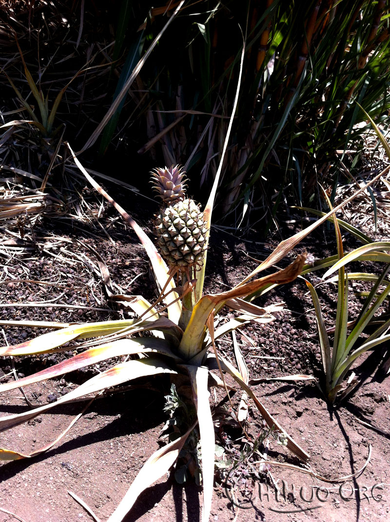 看看咖啡豆要如何才能成为星巴克爸爸