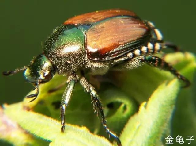 什么昆虫六条腿两个牙齿,什么是昆虫昆虫的定义是什么