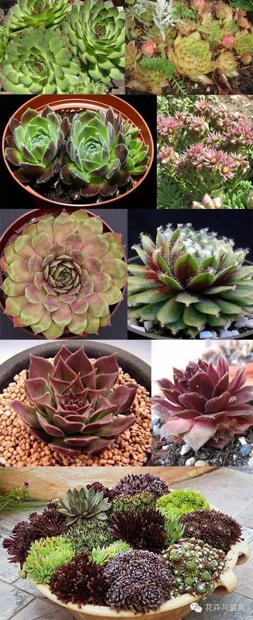 有一种植物叫长生草,长生草开花就死亡吗