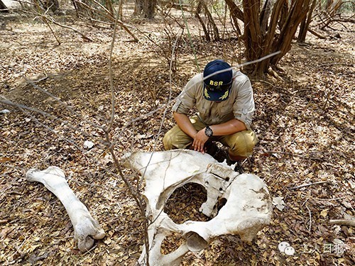 特稿|在非洲反盗猎是怎样的一种体验?
