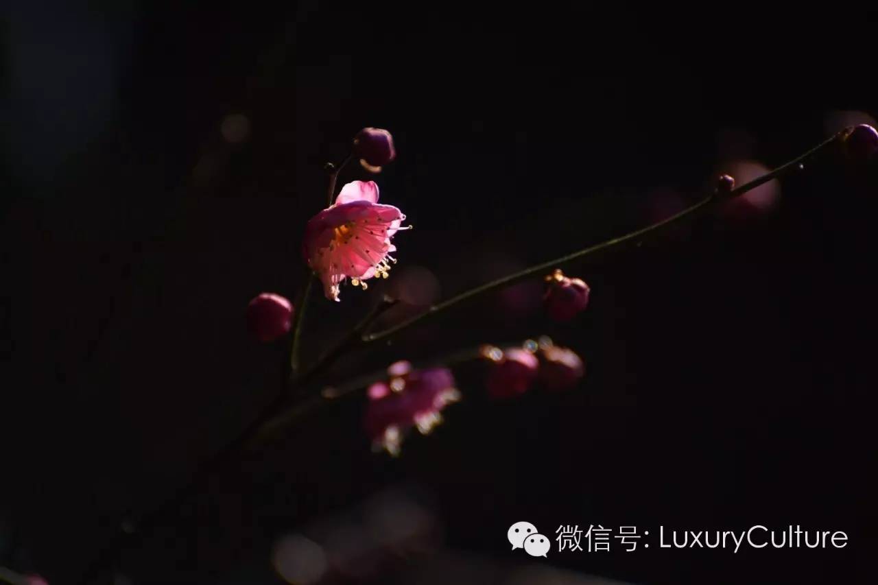 苹果id被盗苹果官方能找回吗,appleid账号被盗怎么办