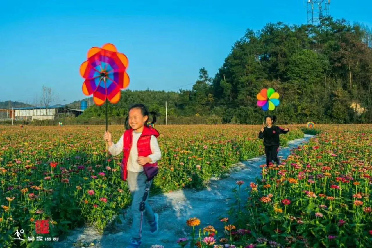 富阳金沙岛花海,富阳花海网红景点