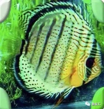 野菜分类,野彩和家彩的饲养区别