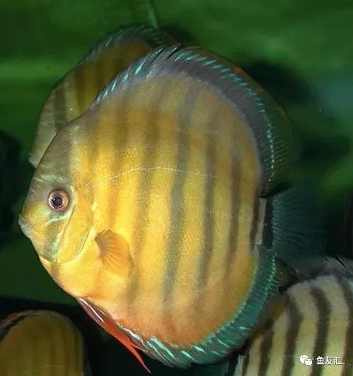 野彩和家彩的饲养区别,野彩到底好不好养