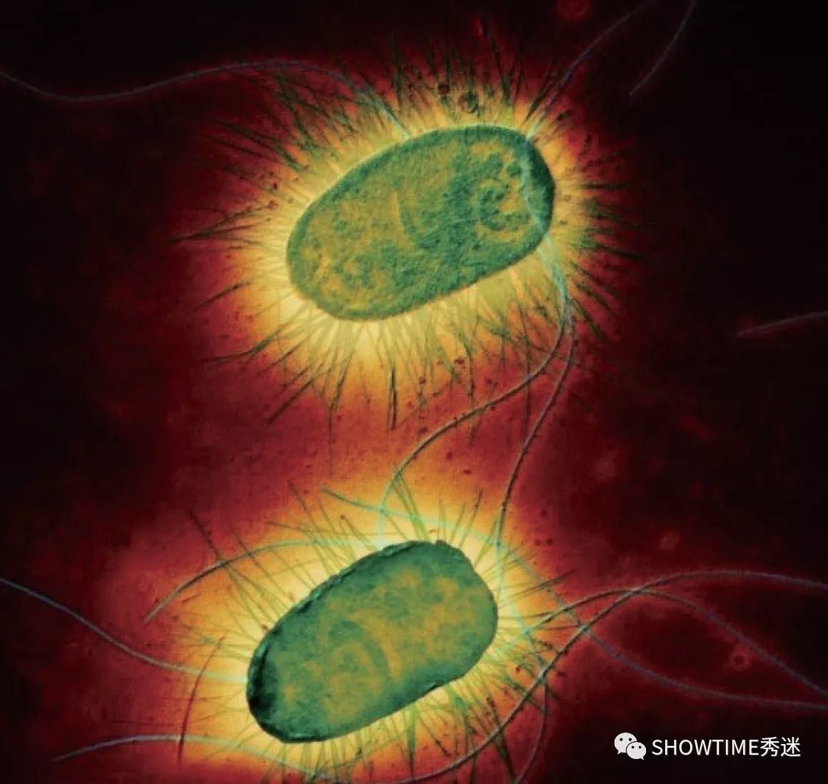 肠胃炎离细小有多远？