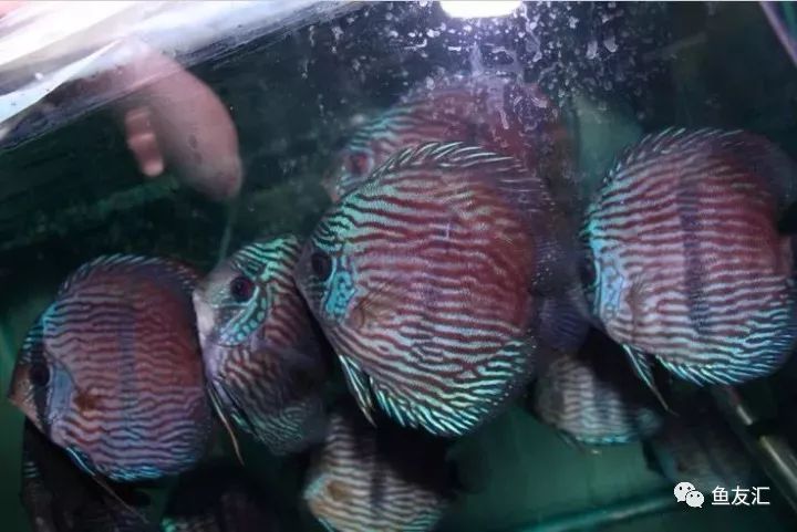 野彩和家彩的饲养区别,野彩到底好不好养