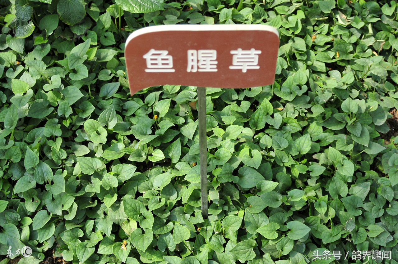 信鸽咳喘是啥原因引起的,鸽子支气管炎怎么引起的