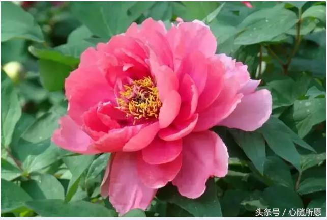 内服外用维生素e和c能祛斑吗,美容圣品维生素e的外用方法