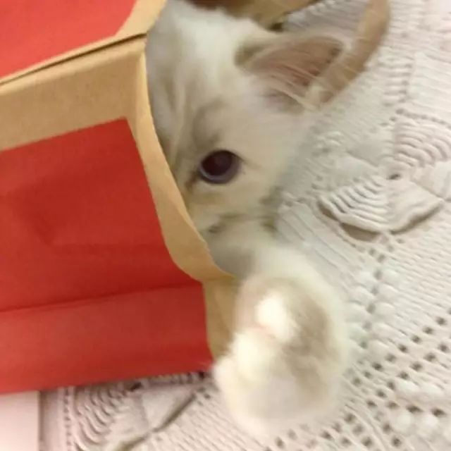 傲娇的老佛爷也要每天看Ta脸色