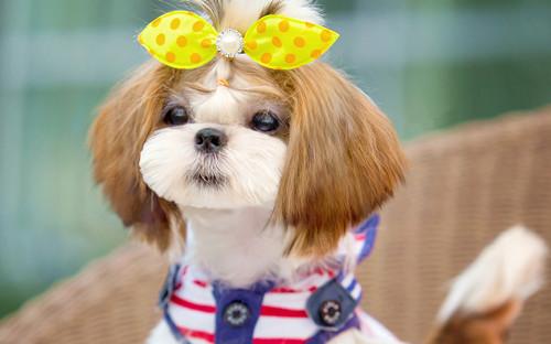 生肖狗过本命年需注意些什么,2023年狗本命年运势