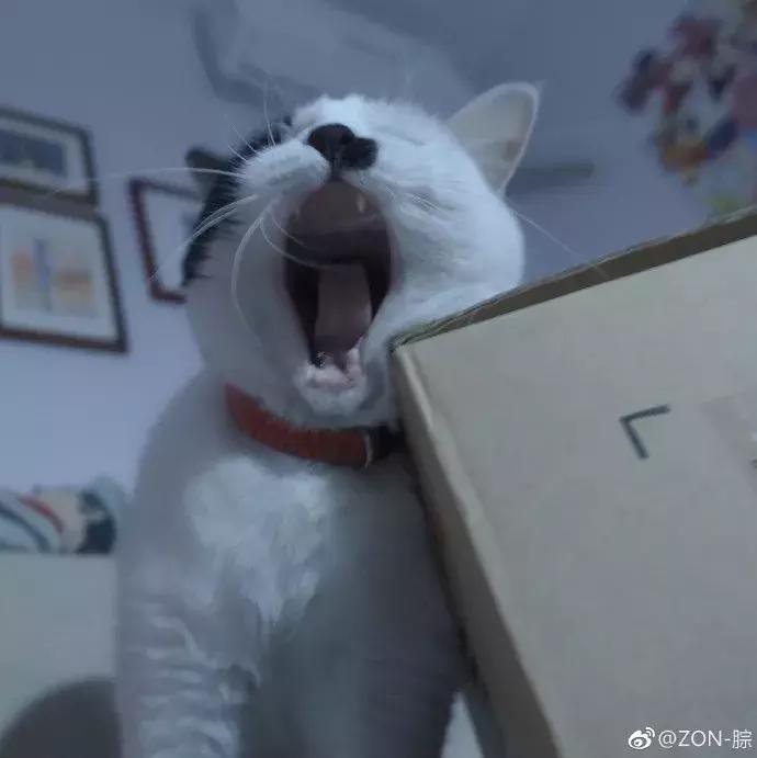 网友家的猫坐键盘上，偶然竟打出这几个字，可以说，细思极恐了！