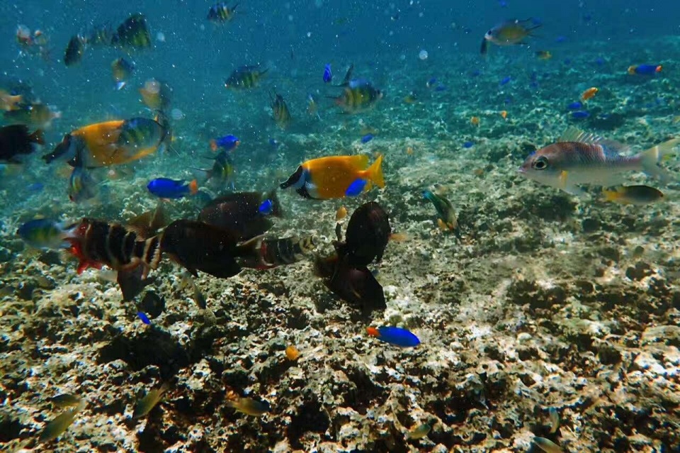 帕劳带小孩旅游攻略,帕劳带小朋友旅游攻略