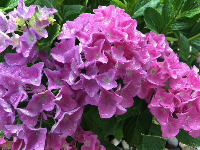 手拍世界作品集402期,2022年世界手机摄影大赛征稿