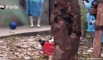 网友家的猫坐键盘上，偶然竟打出这几个字，可以说，细思极恐了！